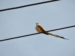 Scissor-tailed Flycatcher